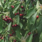 Mini čerešňa nízkokmenná (Prunus Avium) ´GARDEN BING®´ - stredne skorá, výška 60-80 cm, voľnokorenná